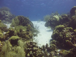 Reef IMG 7335